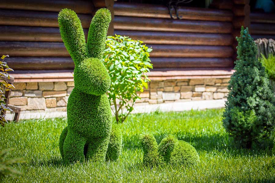 Garden hedge trimmed into the shape of a rabbit